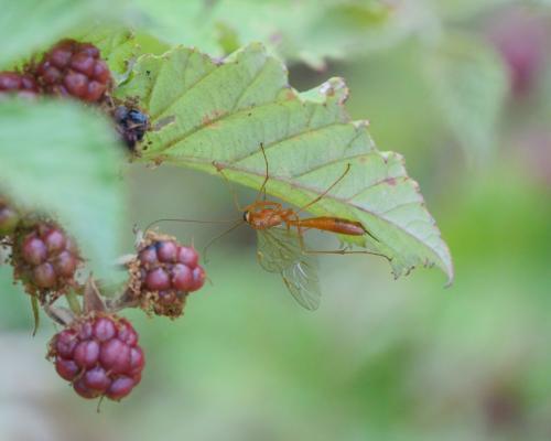 Réf. 307 722 : Netelia sp.